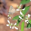IMG_0572_Lang's_Short-tailed_Blue
